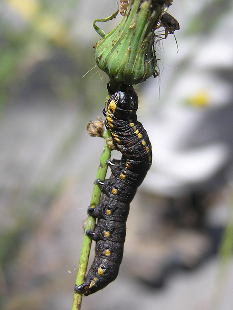 Maybe a Parnassian smintheus caterpillar