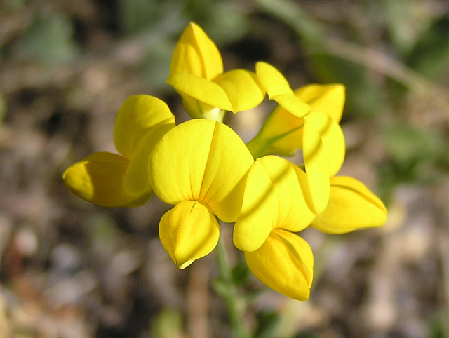 Birdsfoot Trefoil