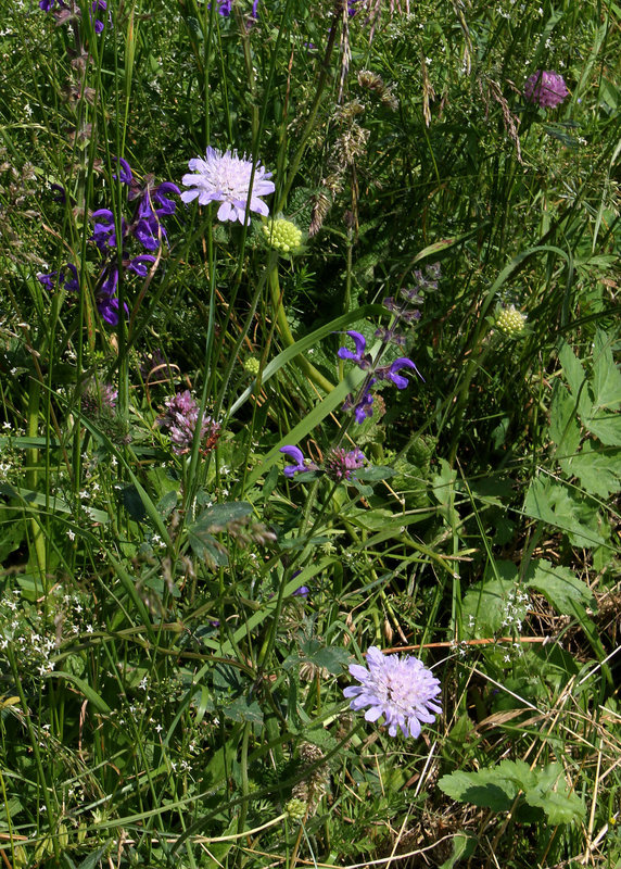 Knautia arvensis