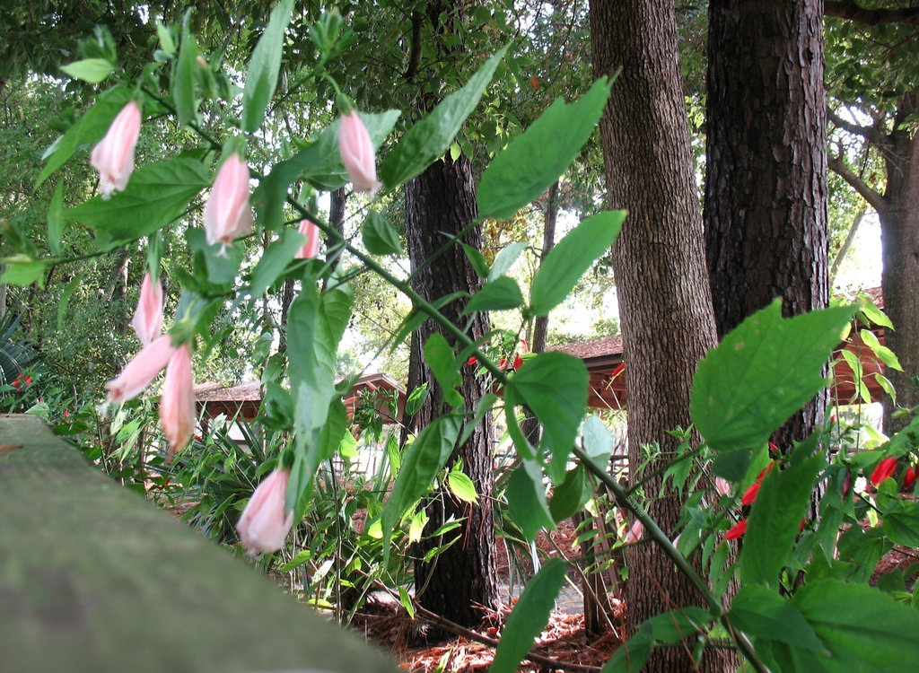 Turk's cap or Sleeping Hibiscus ..