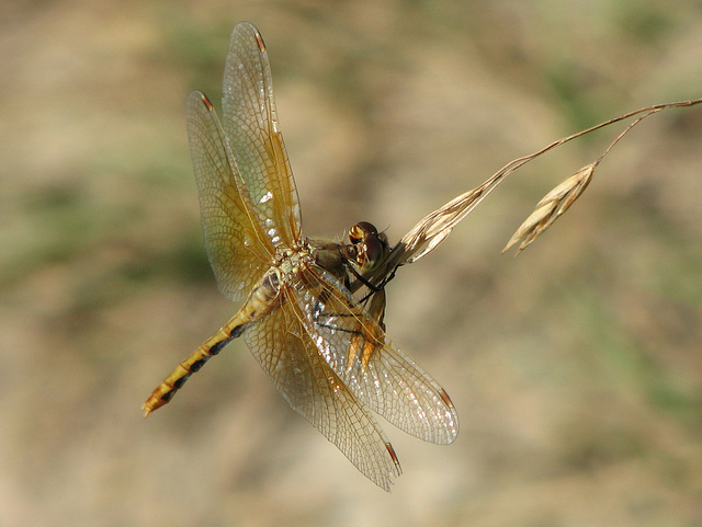 Female Cherry-faced Meadowhawk