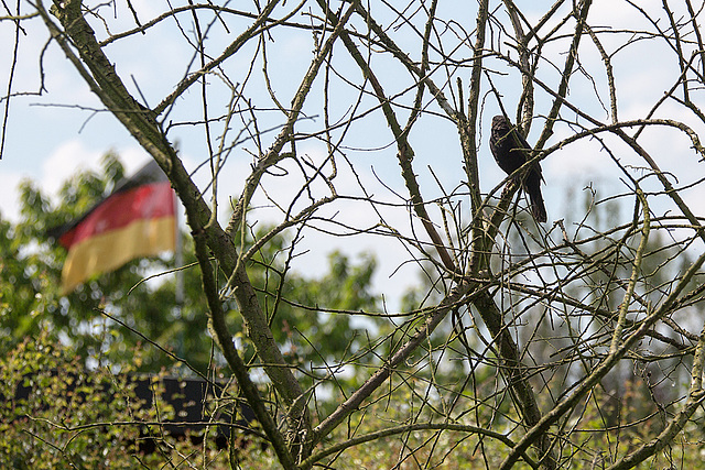 20140518 3316VRAw [D~OB] Amsel [Schwarzdrossel] (Turdus merula), Aue, Oberhausen