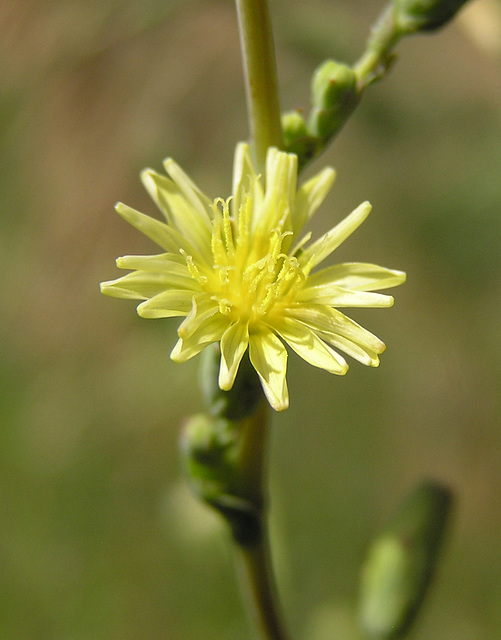 Prickly Lettuce