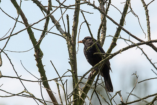 20140518 3315VRAw [D~OB] Amsel [Schwarzdrossel] (Turdus merula), Aue, Oberhausen