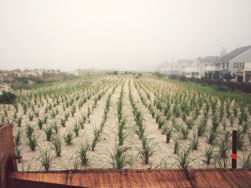 neat little rows