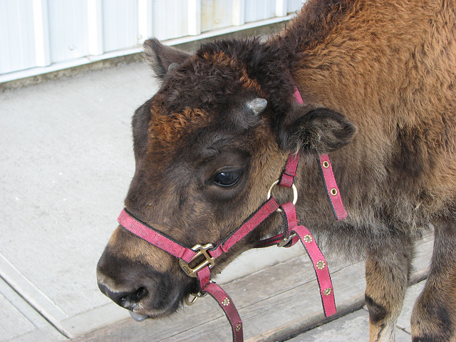 Tara, the baby Buffalo