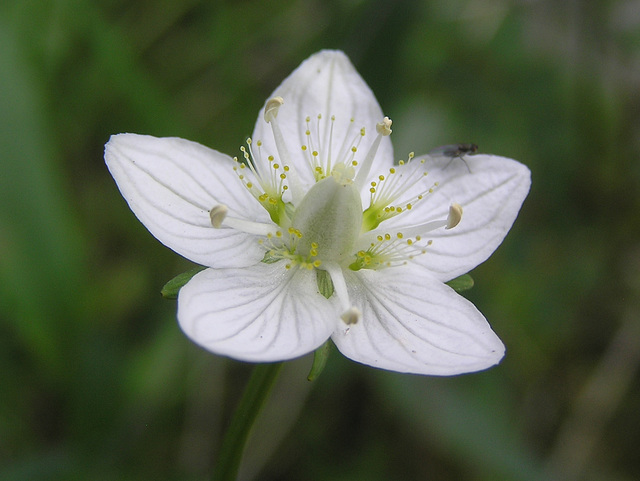 Grass-of-Parnassus