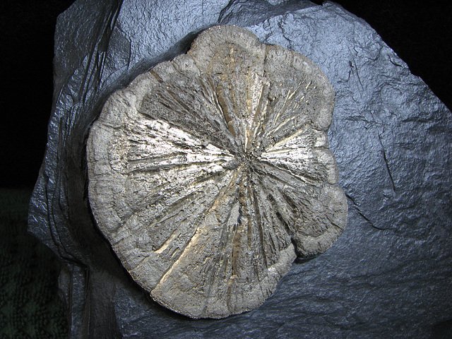 Marcasite "sand dollar"