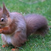 Early morning visitor - the Red Squirrel