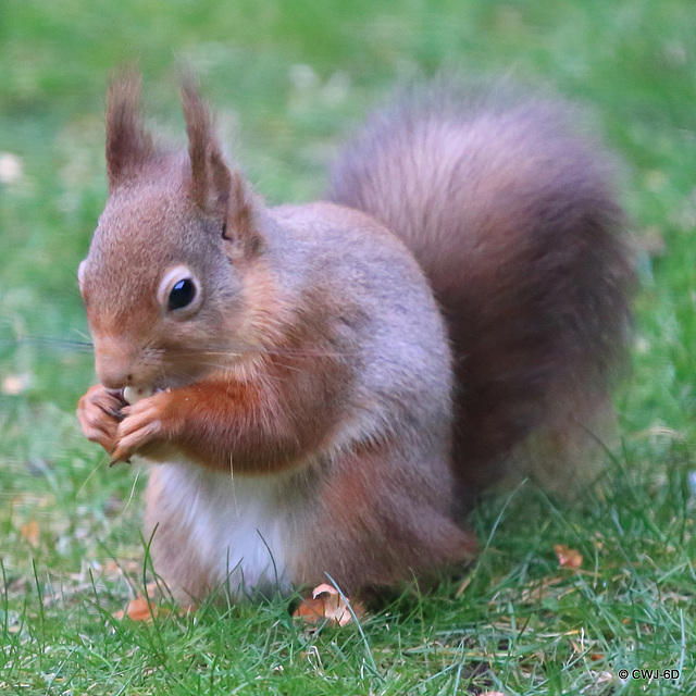 Early morning visitor - the Red Squirrel