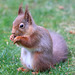 Early morning visitor - the Red Squirrel