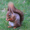 Early morning visitor - the Red Squirrel