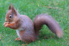 Early morning visitor - the Red Squirrel