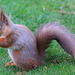 Early morning visitor - the Red Squirrel