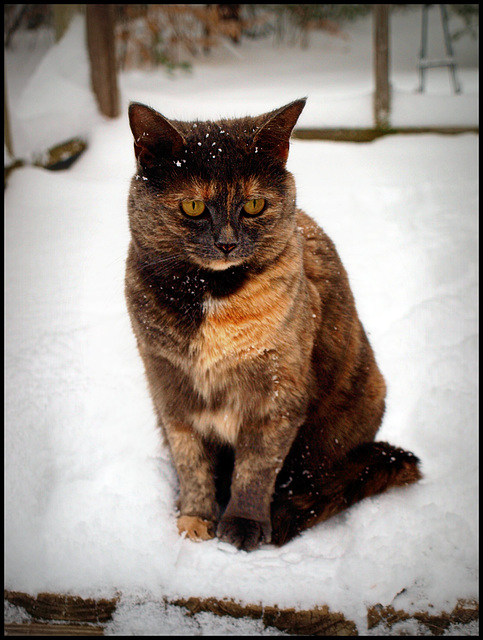 snow cat