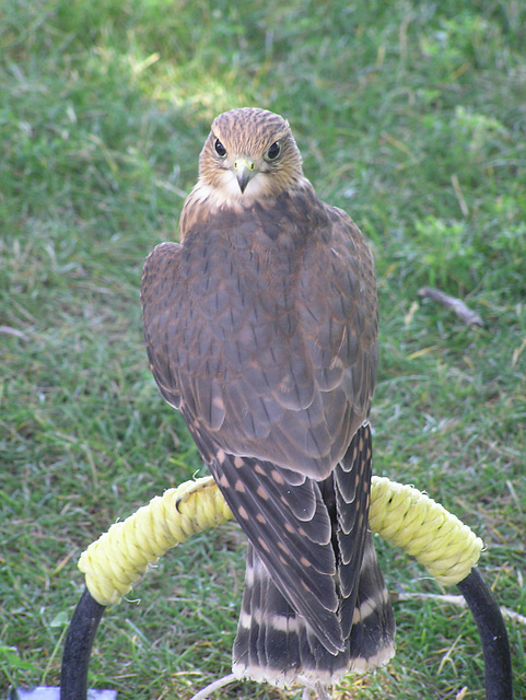 Merlin