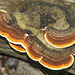 Polypore fungus
