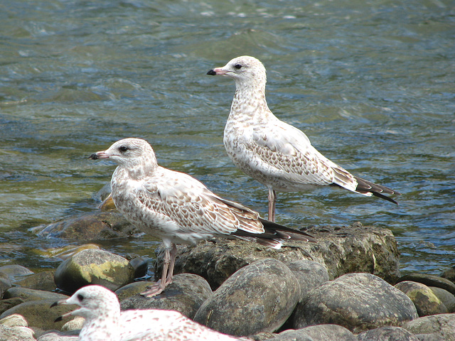 Immature Gulls