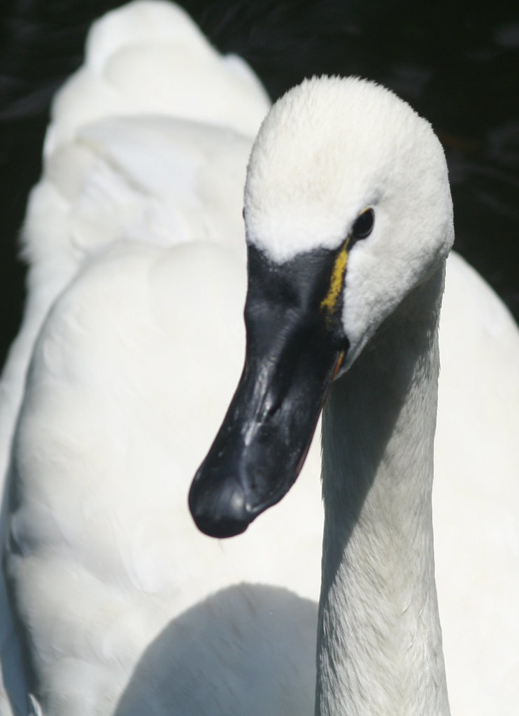 Swan