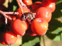 Stink Bug nymphs on berries