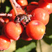 Stink Bug nymphs on berries