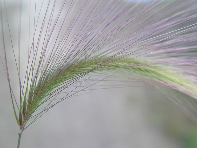 Foxtail Barley