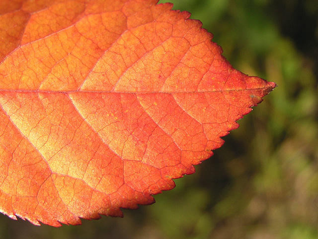 The glory of fall