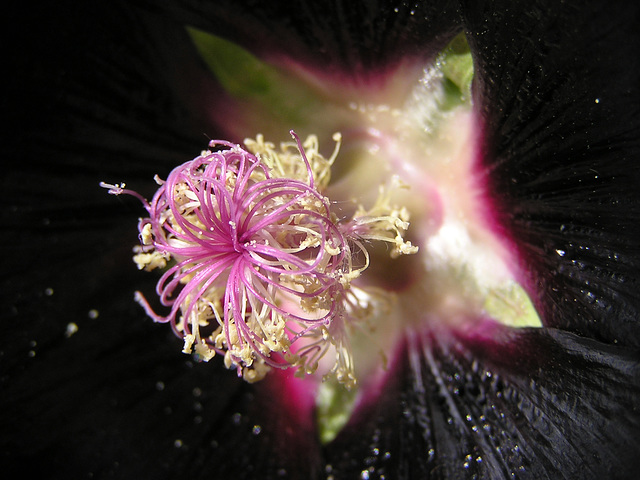 Hollyhock magic