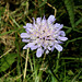 Knautia arvensis