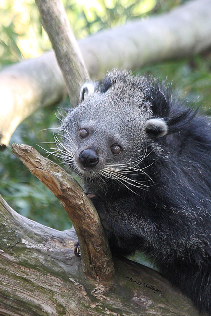 Binturong (Zoom Erlebniswelt)