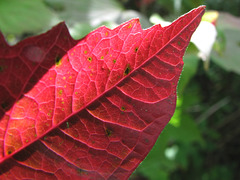 Viburnum leaf