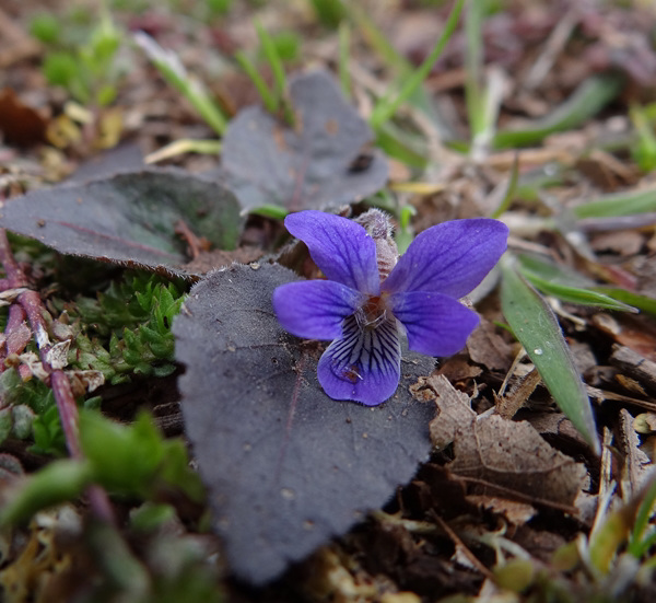 Sweet Violet with rain drop tear.