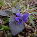 Sweet Violet with rain drop tear.