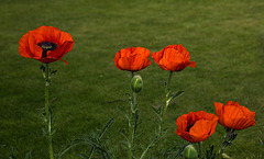 20140518 3290VRAw [D~OB] Mohn, Aue, Oberhausen