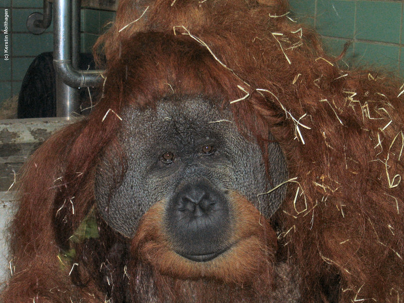 Orang-Utan Moritz (Wilhelma)