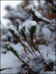 on the forest floor