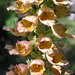 Rusty Foxglove