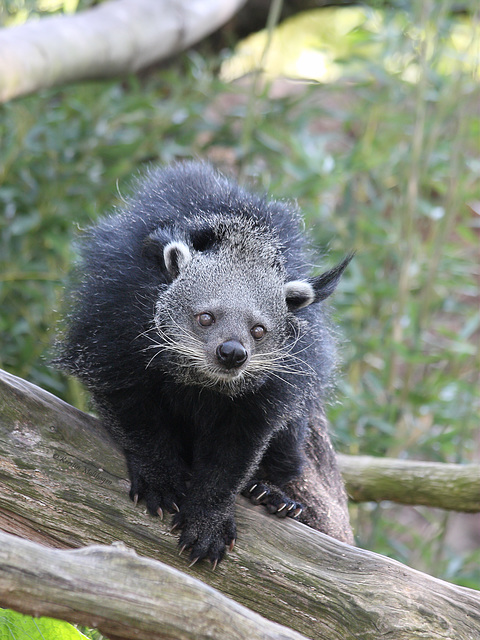 Binturong (Zoom Erlebniswelt)