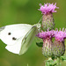 Cabbage White on Canada Thistle