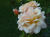 Rosas emergiendo