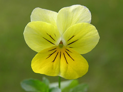 Pansy