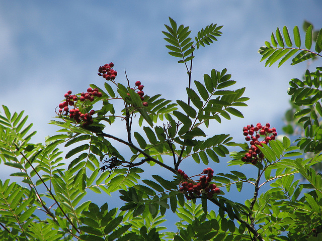 European Mountain-ash