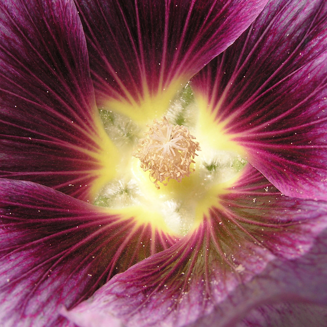 Hollyhock