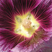 Hollyhock