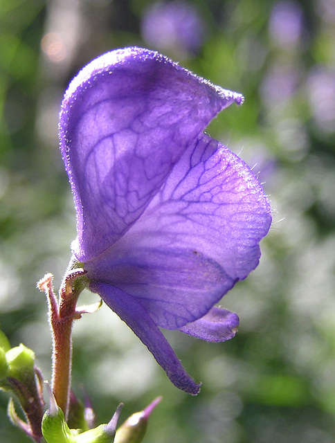 Monkshood