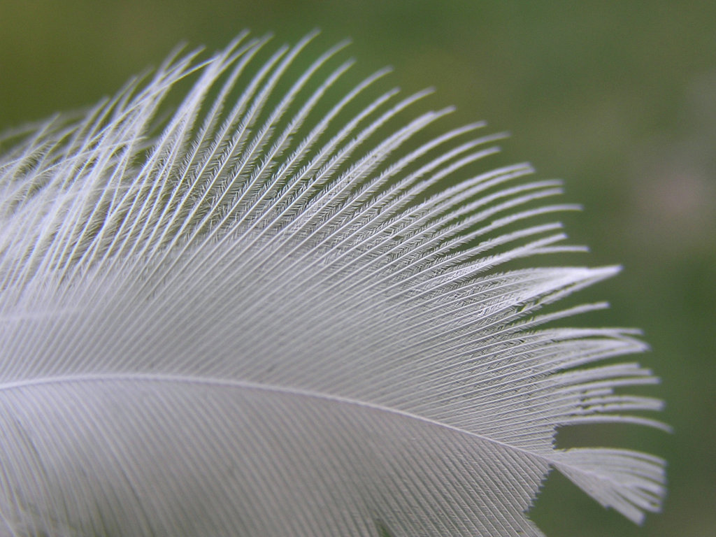 White feather