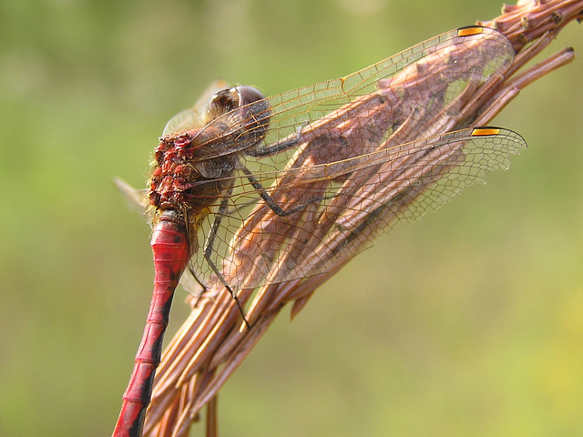 Cherry-faced Meadowhawk