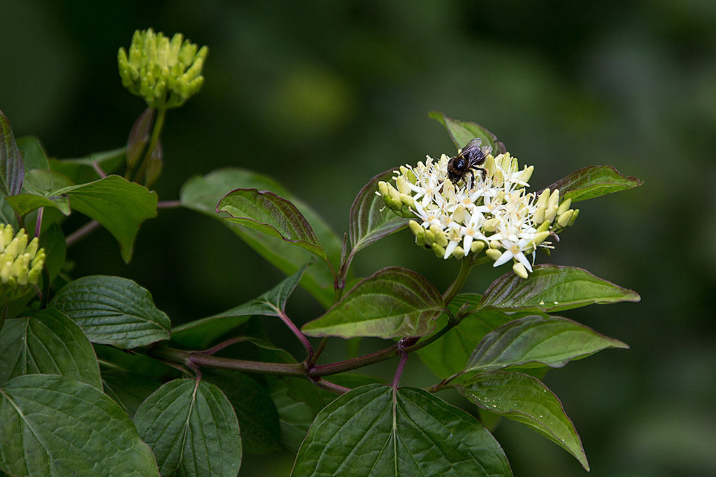 20140518 3277VRAw [D~OB] Roter Hartriegel (Cornus sanguinea), Fliege, Aue, Oberhausen