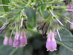 Comfrey