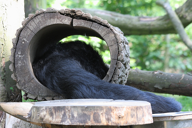 Binturong (Zoom Erlebniswelt)